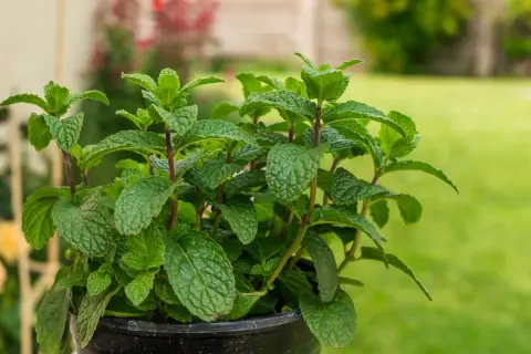 Ein üppiger Topf mit frisch aussehender Minze, bereit zum Ernten und zum Minze pflanzen im Garten.