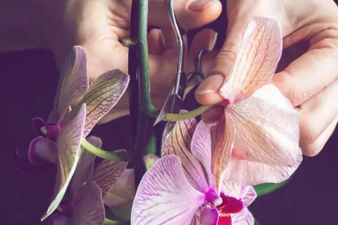 Hände schneiden mit einer Schere einen Stiel einer zarten Orchidee.