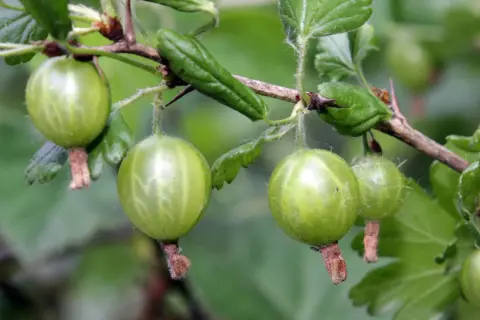 Grüne Stachelbeeren hängen an einem Ast. Bald werden sie geschnitten und zu Marmelade verarbeitet.