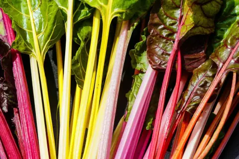 Bunte Mangoldstiele in Rot, Gelb und Rosa, bereit, roh gegessen zu werden. Ein Farbtupfer für jede Mahlzeit.