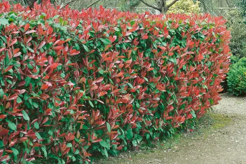 Eine dichte Hecke mit roten und grünen Blättern, ideal zum Pflanzen für Sichtschutz.