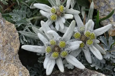 Drei zarte Edelweiss Blumen, umgeben von graugrünen Blättern und Felsen, strahlen in der rauen Bergwelt.