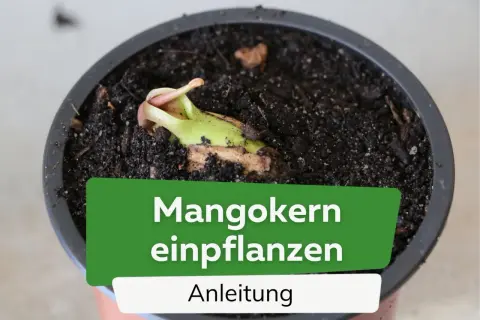 Ein junger Mangokern keimt in Erde. Anleitung zum Mangokern einpflanzen.