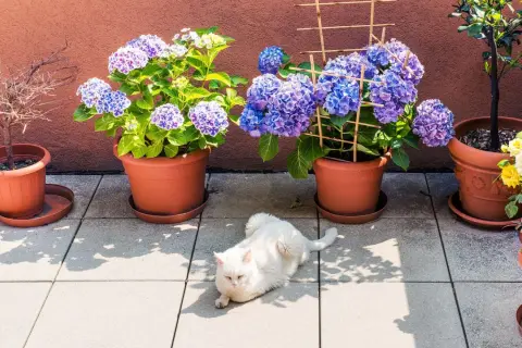 Weißer Kater genießt den Halbschatten auf der Terrasse zwischen Hortensien und Rosen.