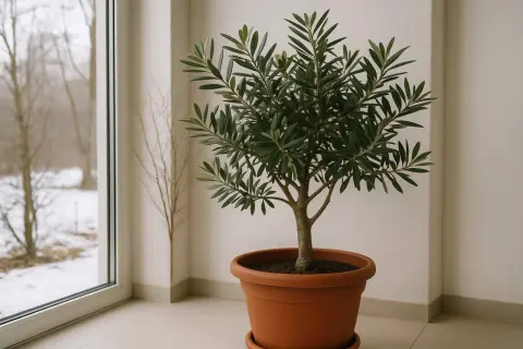Ein kleiner Olivenbaum im Topf, bereit für die Olivenbaum Pflege. Im Hintergrund ein verschneiter Garten durch ein Fenster.