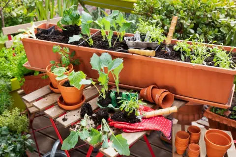 Ein langer brauner Blumenkasten wird mit jungen Pflanzen bepflanzt. Gartengeräte und kleine Töpfe liegen bereit.