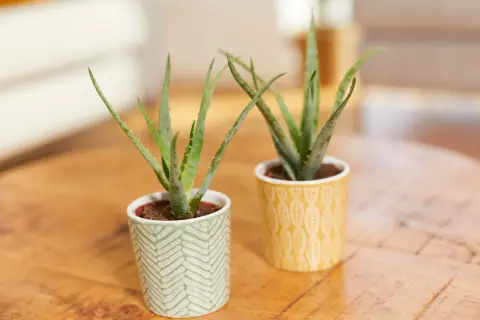 Zwei kleine Aloe Vera Pflanzen in dekorativen Töpfen. So kannst du echte Aloe Vera erkennen: achte auf die fleischigen, spitzen Blätter mit kleinen Dornen am Rand.