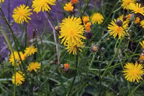 Gelbe Blüten, die an Habichtskraut erinnern, aber Vorsicht vor Verwechslung mit ähnlichen Pflanzen.