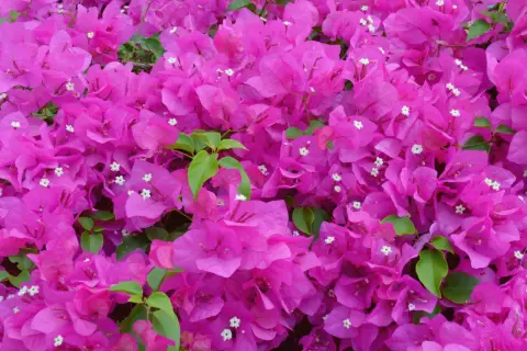 Leuchtend pinke Bougainvillea-Blüten bedecken das Bild. Die richtige Bougainvillea Pflege sorgt für diese üppige Blütenpracht.