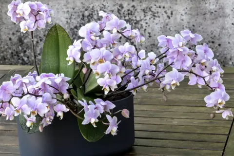 Zarte lila Orchideenblüten in einem dunklen Topf, ein Beispiel für gelungene Orchideen Pflege auf einer Holzoberfläche vor einer Steinwand.