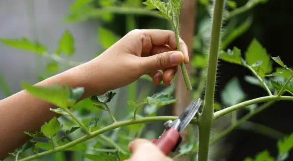 Eine Hand hält einen Trieb, während eine Gartenschere angesetzt wird, um Tomaten ausgeizen.