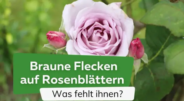 Eine zarte, lavendelfarbene Rose mit Knospen. Darunter ein grüner Balken mit der Aufschrift "Braune Flecken auf Rosenblättern. Was fehlt ihnen?".