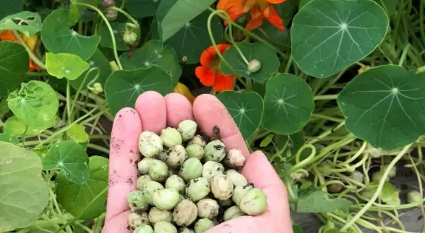 Eine Handvoll Kapuzinerkresse-Samen, bereit zum Essen. Die grünen Samen sind von den leuchtend orangen Blüten und runden Blättern umgeben.