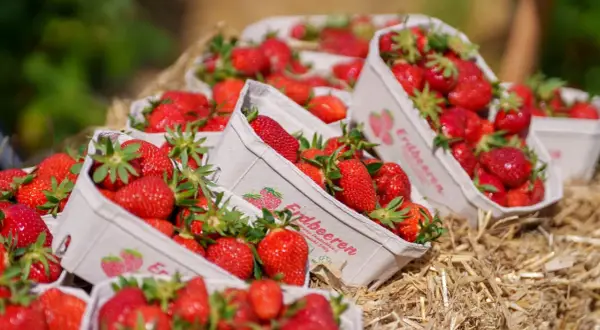 Frische Erdbeeren in Körbchen auf Stroh. Wann ist Erdbeerzeit? Jetzt, wenn die Sonne scheint und die süßen Früchte reif sind!