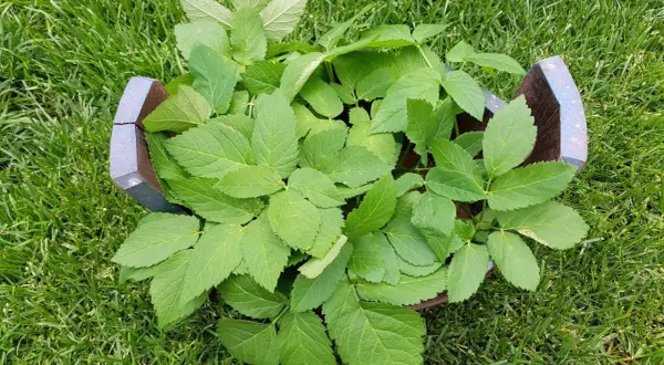Frischer Giersch wächst in einem zerbrochenen Topf im Gras. Perfekt für Giersch essen!