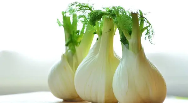 Frischer Fenchel mit grünen Wedeln, bereit, roh gegessen zu werden.