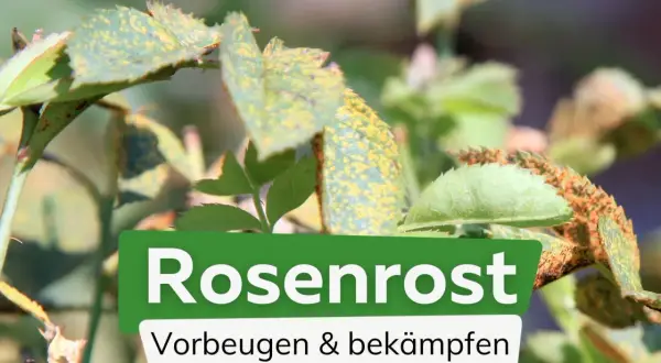 Rosenrost an Rosenblättern. Tipps zur Vorbeugung und Bekämpfung mit Hausmitteln.