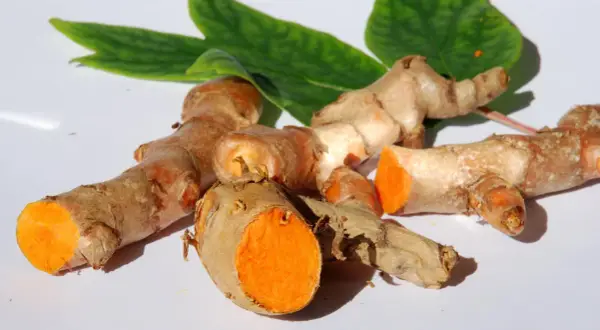 Frische Kurkumawurzeln mit leuchtend orangefarbenem Inneren. Man kann Kurkuma roh essen, sie sind ein gesundes Gewürz.
