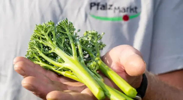 Frische Bimi Brokkoli-Stiele liegen in einer Hand. Im Hintergrund ist ein T-Shirt mit dem Aufdruck "Pfalz Markt" zu sehen.