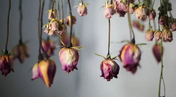 Getrocknete Rosen hängen kopfüber und zeigen ihre verblassten Farben. Ein Hauch von Nostalgie liegt in der Luft, während die Rosen trocknen.