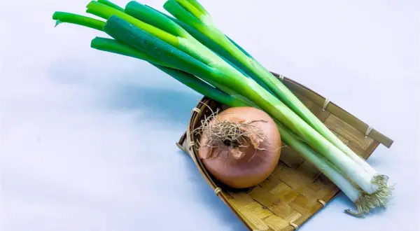 Ein Bund Frühlingszwiebeln liegt neben einer Zwiebel in einem geflochtenen Korb. Ist Lauch und Porree das Gleiche?