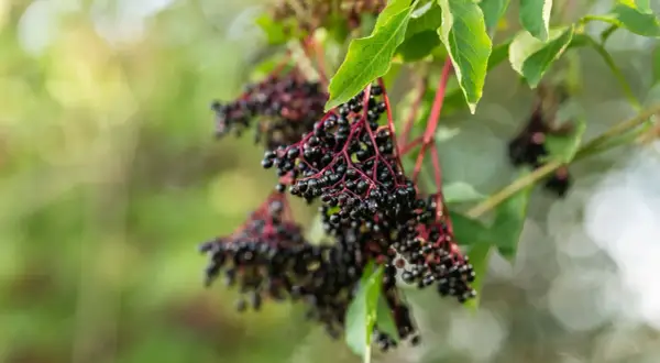 Reife Holunderbeeren hängen an roten Stielen. Ein schöner Anblick, der Lust macht, den Holunder zu vermehren.