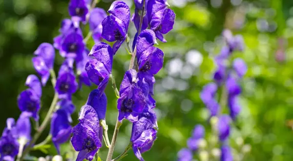 Blauviolette Blüten des Eisenhuts, der giftigste Pflanze Deutschlands, im Detail.