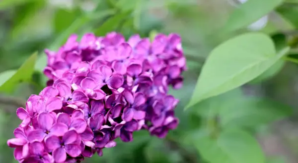 Ein Büschel violetter Fliederblüten, bereit, um flieder zu vermehren.
