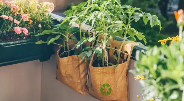 Zwei selbstgemachte Pflanztaschen aus recyceltem Material hängen am Balkongeländer, darin wachsen junge Tomatenpflanzen.