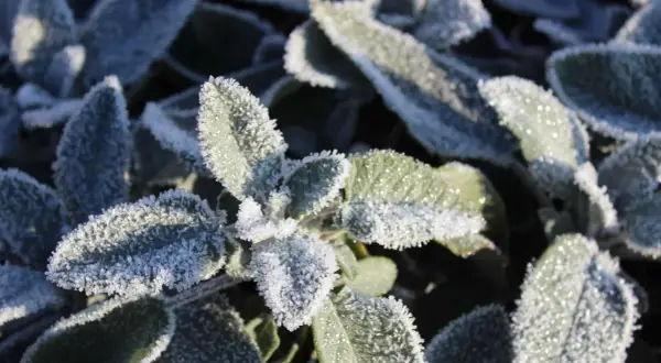 Raureif bedeckt die Blätter eines winterharten Salbei. Die Kristalle glitzern im Sonnenlicht und zeigen die Widerstandsfähigkeit der Pflanze.