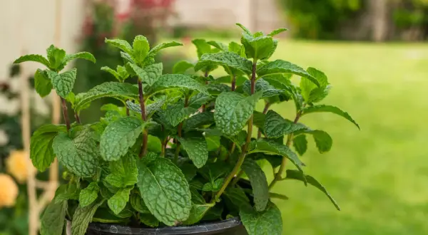 Ein üppiger Topf mit frisch aussehender Minze, bereit zum Ernten und zum Minze pflanzen im Garten.