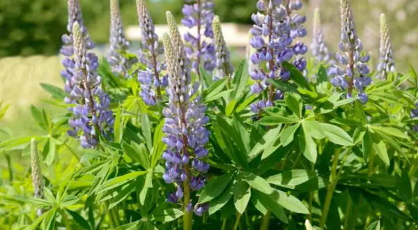Ein sonniger **Lupinen-Standort** mit vielen violetten Blüten und grünen Blättern.
