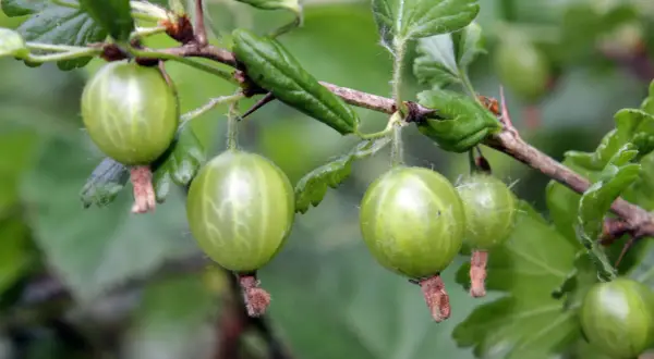 Grüne Stachelbeeren hängen an einem Ast. Bald werden sie geschnitten und zu Marmelade verarbeitet.