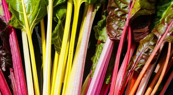 Bunte Mangoldstiele in Rot, Gelb und Rosa, bereit, roh gegessen zu werden. Ein Farbtupfer für jede Mahlzeit.