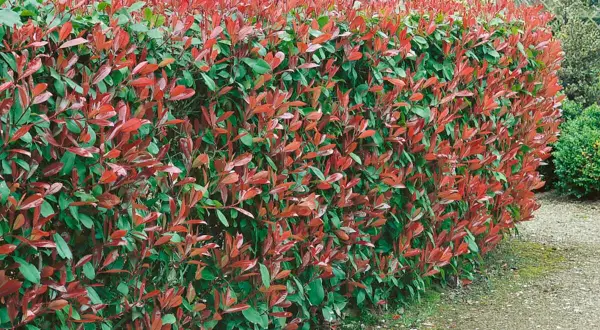 Eine dichte Hecke mit roten und grünen Blättern, ideal zum Pflanzen für Sichtschutz.