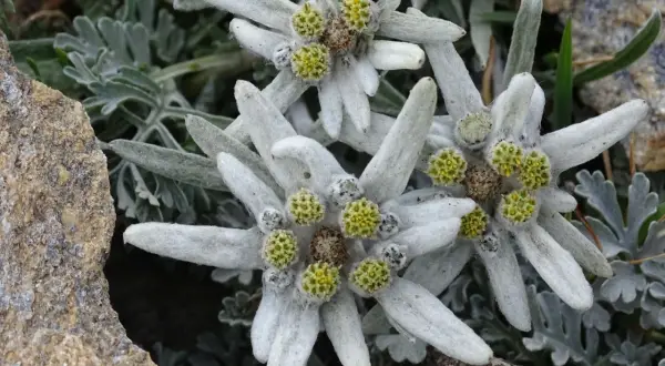 Drei zarte Edelweiss Blumen, umgeben von graugrünen Blättern und Felsen, strahlen in der rauen Bergwelt.