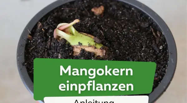 Ein junger Mangokern keimt in Erde. Anleitung zum Mangokern einpflanzen.