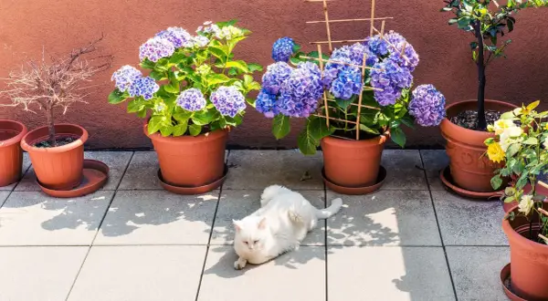 Weißer Kater genießt den Halbschatten auf der Terrasse zwischen Hortensien und Rosen.