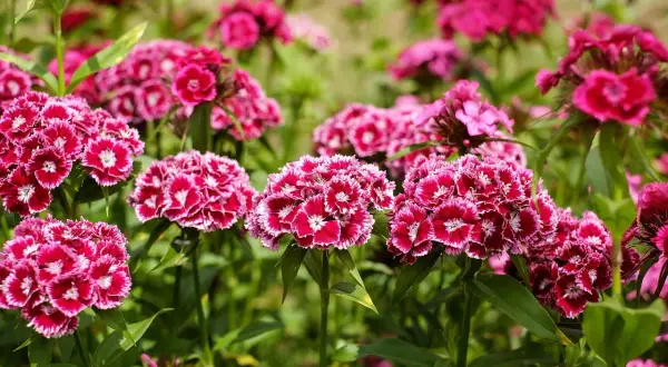Büschel von leuchtend pinken Nelken mit weißer Umrandung. Ein idealer **Nelken Standort** im Garten, sonnig und gut durchlüftet.