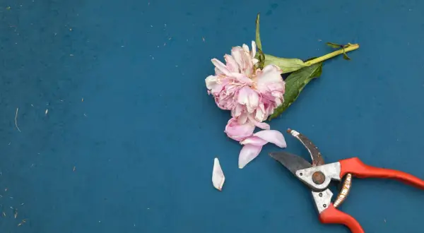 Ein verblühender Pfingstrosenstrauß liegt neben einer Gartenschere. Die Blütenblätter sind abgefallen, bereit zum Pfingstrosen schneiden.