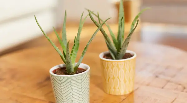Zwei kleine Aloe Vera Pflanzen in dekorativen Töpfen. So kannst du echte Aloe Vera erkennen: achte auf die fleischigen, spitzen Blätter mit kleinen Dornen am Rand.