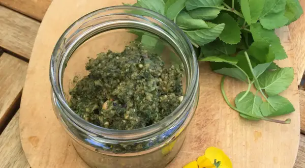 Frisches Giersch-Pesto im Glas, daneben grüne Blätter und gelbe Blüten. Perfekt für Giersch Rezepte.