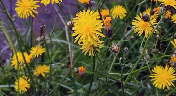 Gelbe Blüten, die an Habichtskraut erinnern, aber Vorsicht vor Verwechslung mit ähnlichen Pflanzen.