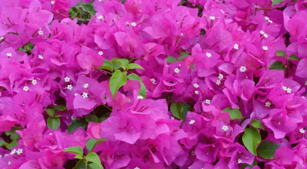 Leuchtend pinke Bougainvillea-Blüten bedecken das Bild. Die richtige Bougainvillea Pflege sorgt für diese üppige Blütenpracht.