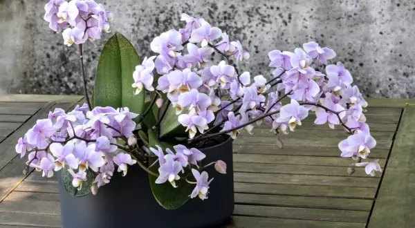 Zarte lila Orchideenblüten in einem dunklen Topf, ein Beispiel für gelungene Orchideen Pflege auf einer Holzoberfläche vor einer Steinwand.