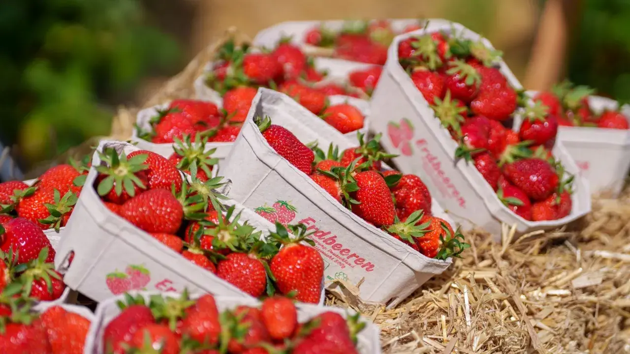 Frische Erdbeeren in Körbchen auf Stroh. Wann ist Erdbeerzeit? Jetzt, wenn die Sonne scheint und die süßen Früchte reif sind!