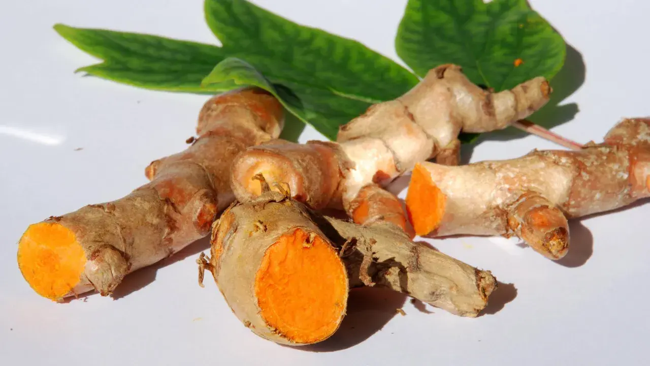 Frische Kurkumawurzeln mit leuchtend orangefarbenem Inneren. Man kann Kurkuma roh essen, sie sind ein gesundes Gewürz.