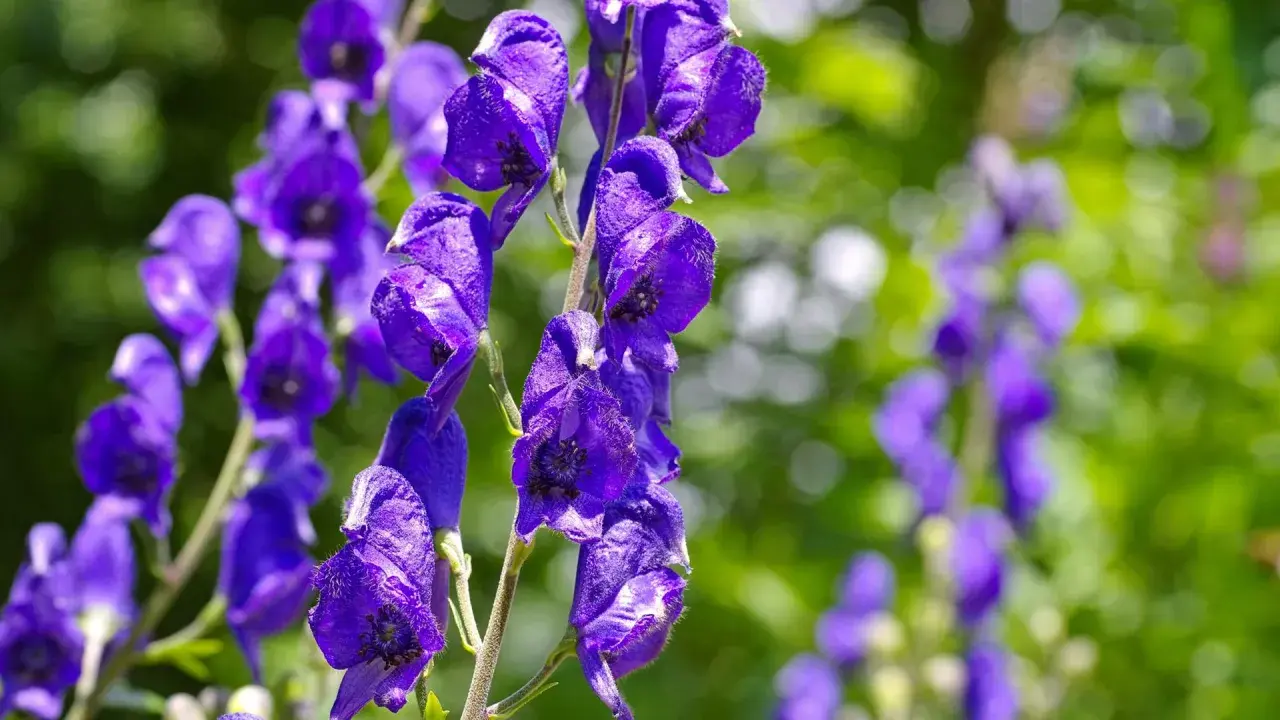 Blauviolette Blüten des Eisenhuts, der giftigste Pflanze Deutschlands, im Detail.