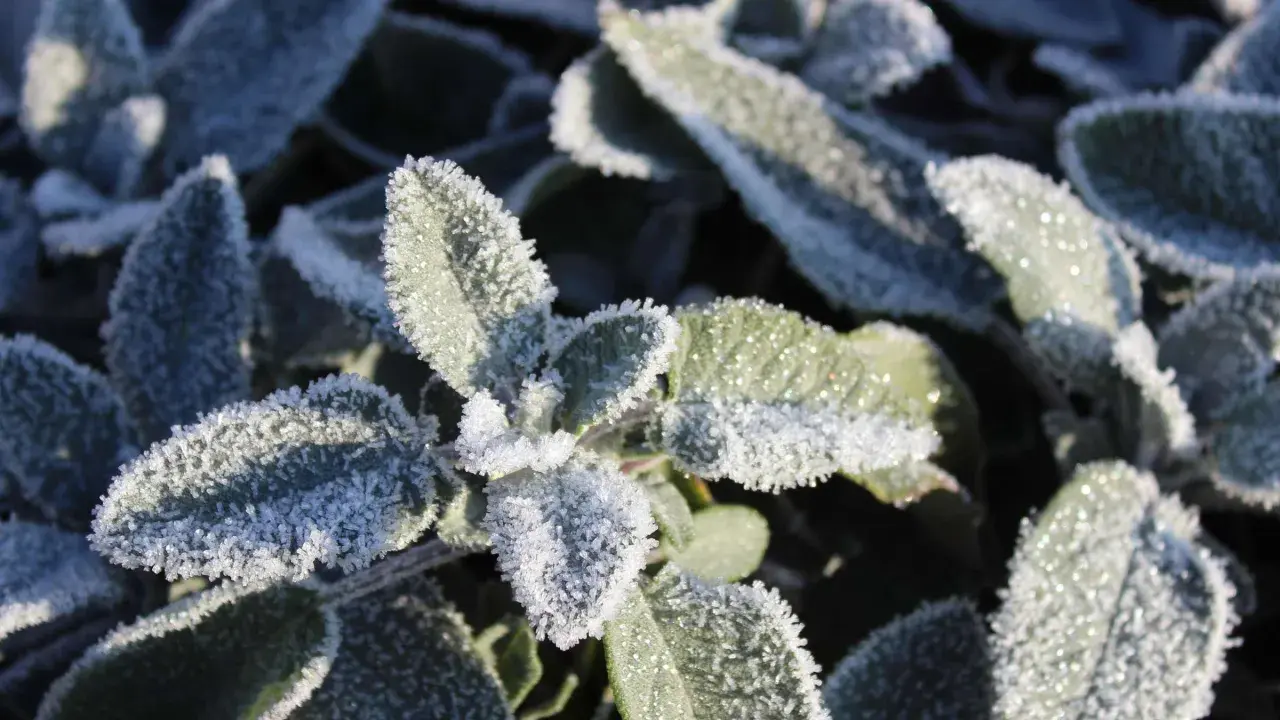 Raureif bedeckt die Blätter eines winterharten Salbei. Die Kristalle glitzern im Sonnenlicht und zeigen die Widerstandsfähigkeit der Pflanze.