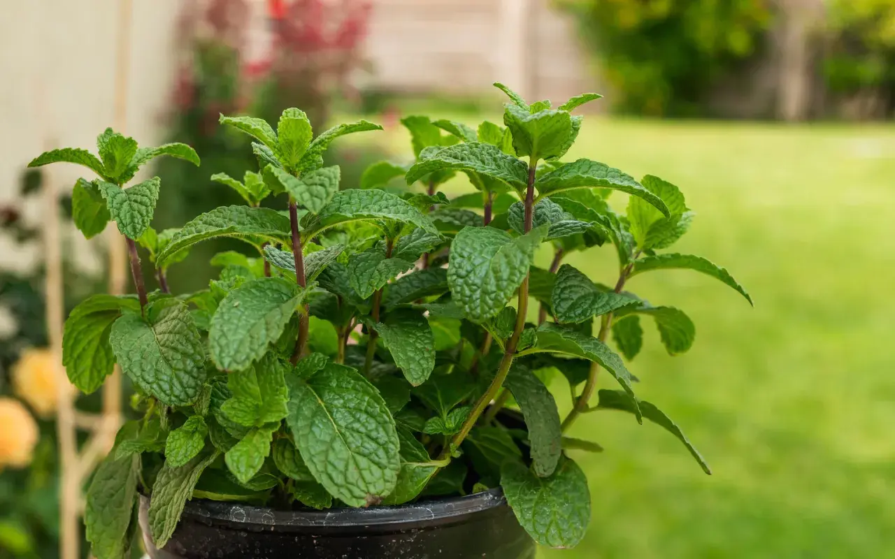 Ein üppiger Topf mit frisch aussehender Minze, bereit zum Ernten und zum Minze pflanzen im Garten.